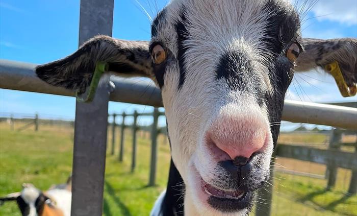 Friendly farm animals